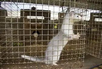 Клетки для звероводства